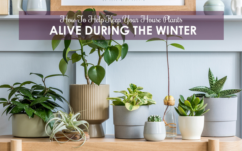 How To Keep Your House Plants Alive During The Winter